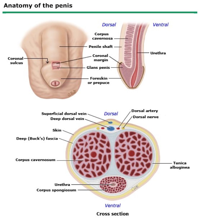 Penile Cancer NCIS National University Cancer Institute Singapore